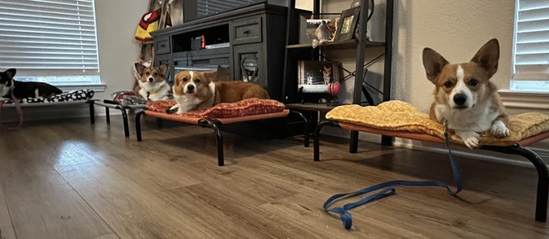 What Qualifications Do You Need in a Private Dog Trainer?