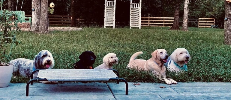 Benefits of Board and Train for Your Dog in Montgomery