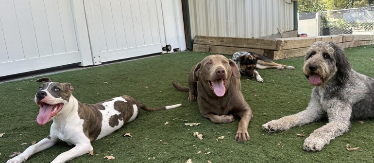 How Does Board and Train Montgomery Handle Specific Behavioral Issues in Dogs?