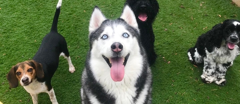 9 Effective Steps to Calm Your Anxious Dog During Training Sessions