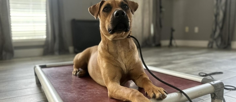 Best Dog Trainer in The Woodlands, TX: A Comparison of Top Local Options
