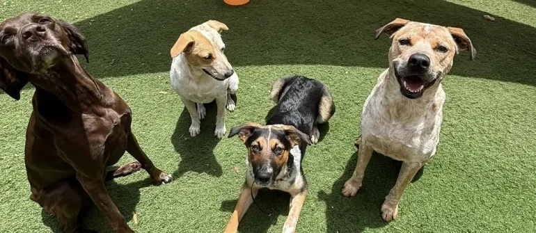 Why Over-Socialization in Dogs Can Be Just as Bad as No Socialization
