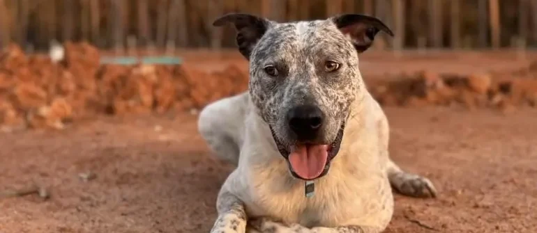 Teaching Your Dog to Be Calm in Public Places