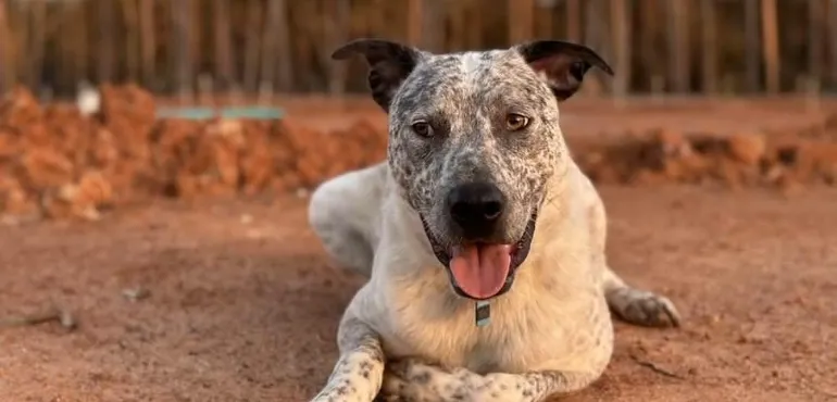 Teaching Your Dog to Be Calm in Public Places