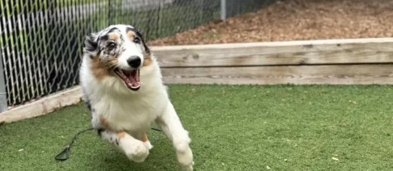 Meeting Your Dog’s Exercise Needs for Better Behavior