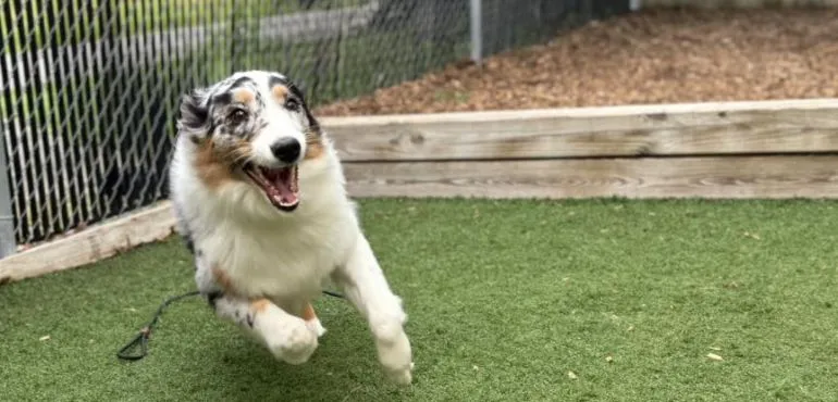 Meeting Your Dog’s Exercise Needs for Better Behavior