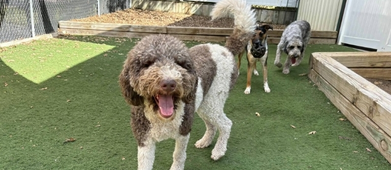 Decoding Canine Communication: A Guide to Understanding Your Dog’s Body Language