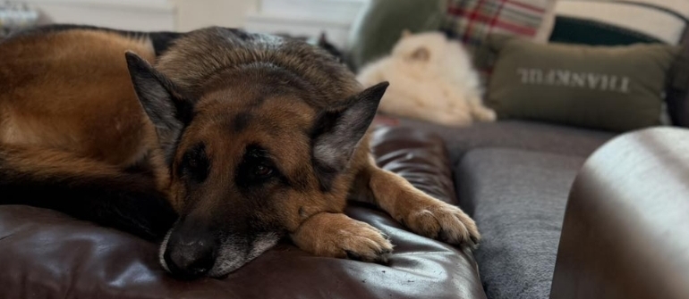 Fearful or Stubborn? How to Tell What’s Really Driving Your Dog’s Behavior