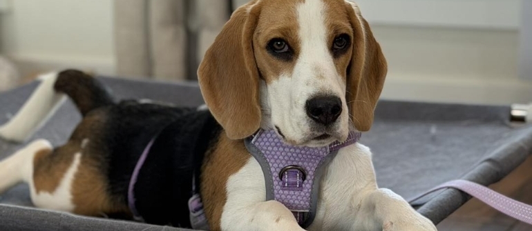 How to Prepare for Your First Private Dog Training Session in Montgomery