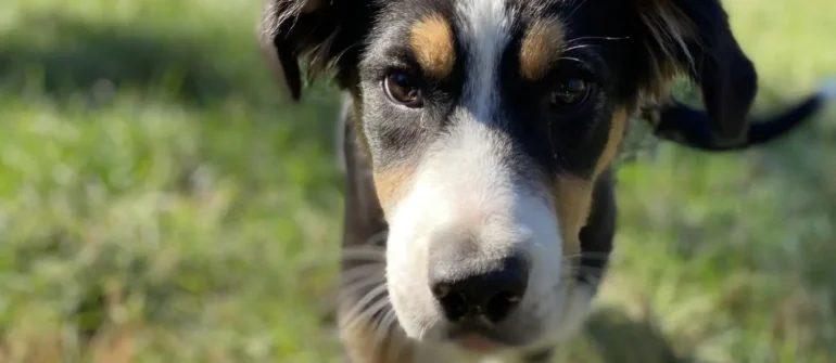 Is Your Dog Really Ready for the Dog Park? A Guide for The Woodlands & Conroe Owners