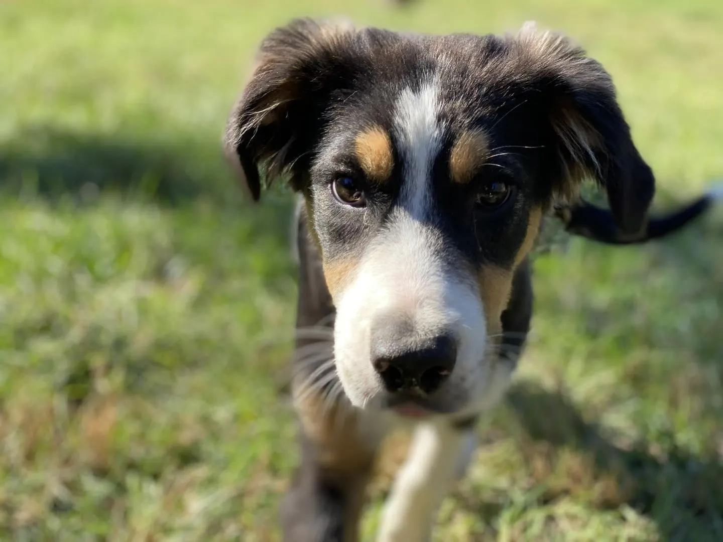 Best Dog Parks in The Woodlands & Houston Area