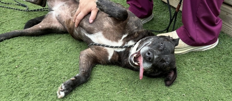 How to Know If You Hired the Wrong Dog Trainer