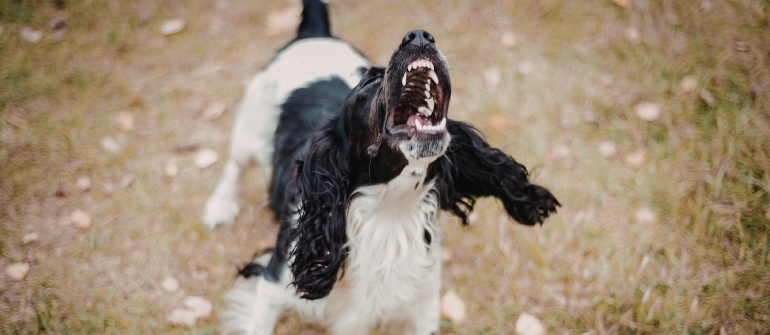 Why Do Dogs Bark? Understanding & Managing Barking