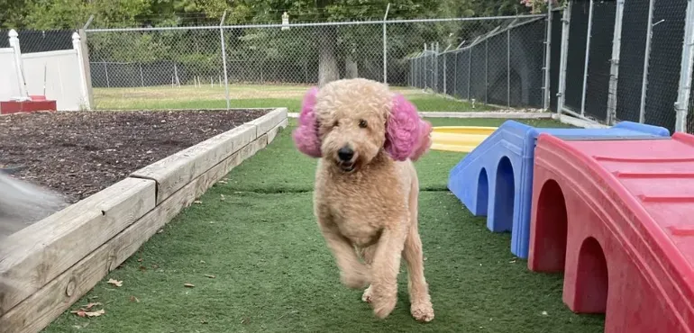 Why Does My Dog Jump on Guests? Solutions