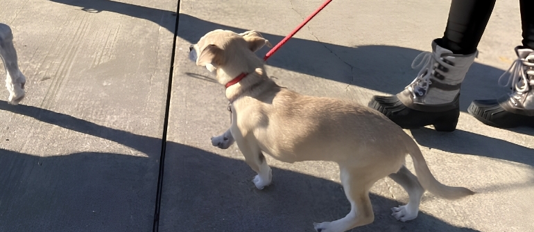 Why Does My Dog Pull on the Leash? How to Stop the Dog Leash Pulling
