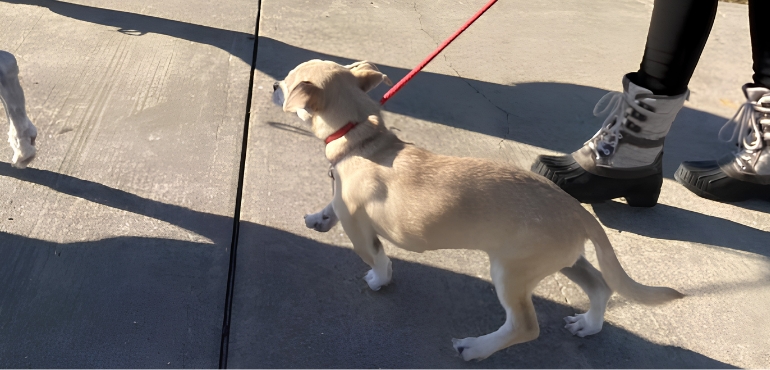 Puppy pulling forward on a leash during a walk while a handler stands nearby, illustrating common leash pulling behavior during training.