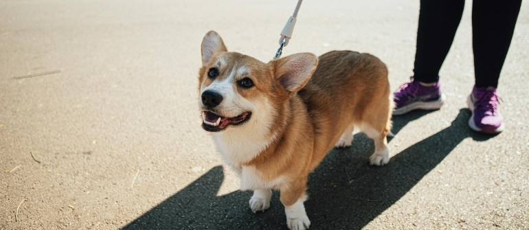 Is My Dog Trying to Dominate Me? The Truth About “Alpha Dog” Behavior