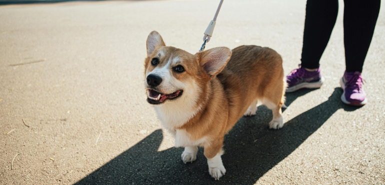 Happy corgi walking on a leash outdoors on pavement, looking up attentively at its handler during a training walk.