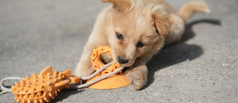Is Your Puppy a Destruction Machine? 7 Dog Toys and Strategies to Fix It