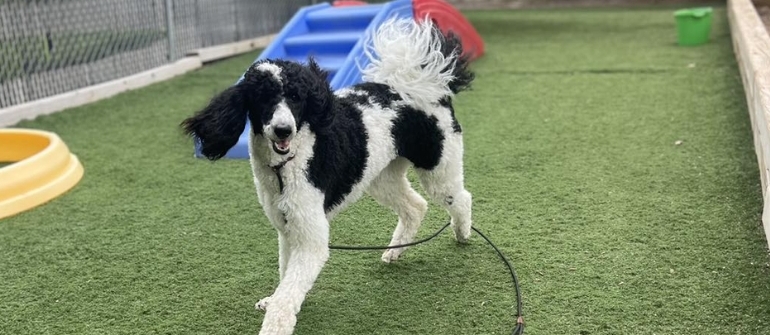 I Chose the Wrong Dog Breed for My Lifestyle—Now What? Training Solutions That Work