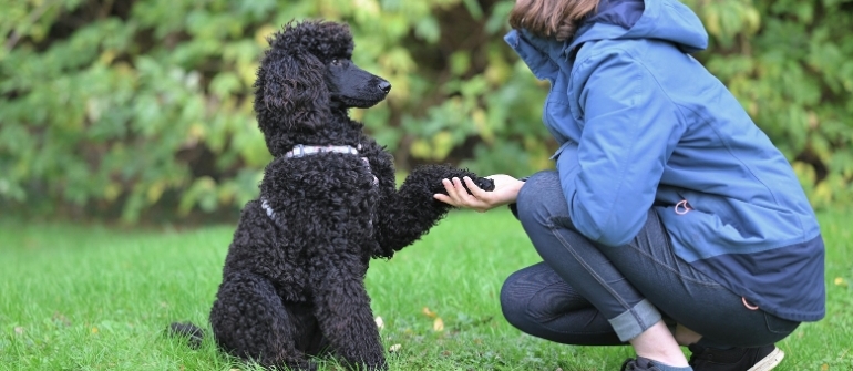 Why Some Dogs Learn Faster Than Others (And What to Do About It)