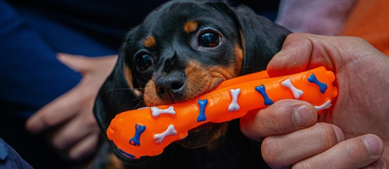 How to Stop Dog Nipping and Biting
