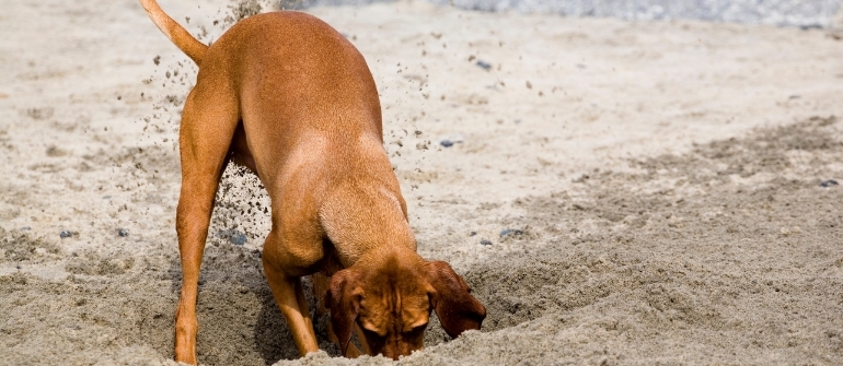 Why Does My Dog Dig? Solving Destructive Digging Behavior in Your Yard