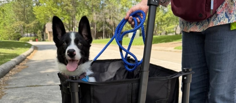 One-Size-Fits-All Dog Training Didn’t Work for My Dog. Now What?