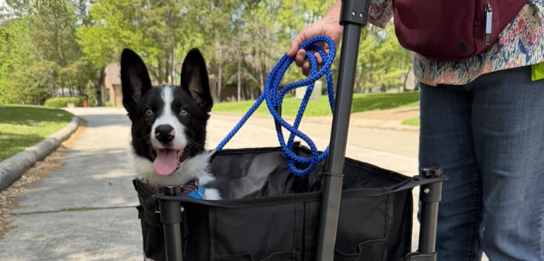 Puppy sitting in a wagon with a leash, looking alert and happy during a calm outdoor training walk.