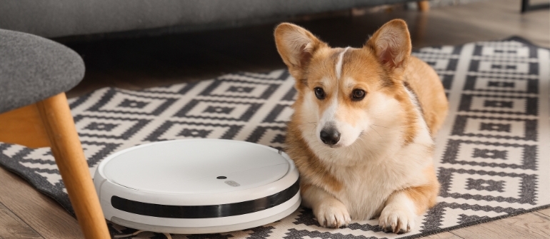 Resource Guarding in Dogs: Understanding & Management