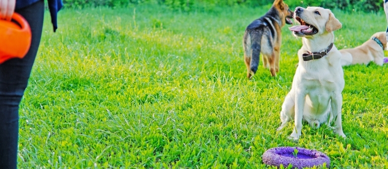 Training an Older Dog: Why ‘You Can’t Teach an Old Dog New Tricks’ Is a Myth