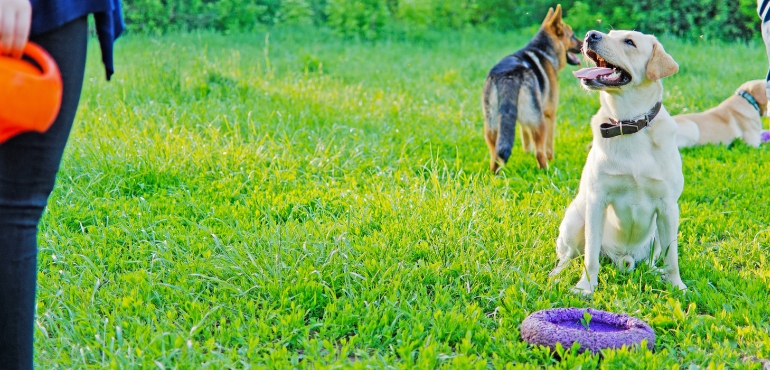 Yellow Labrador Retriever sitting attentively on grass during outdoor training, looking up at a handler with a toy nearby while other dogs stand in the background.