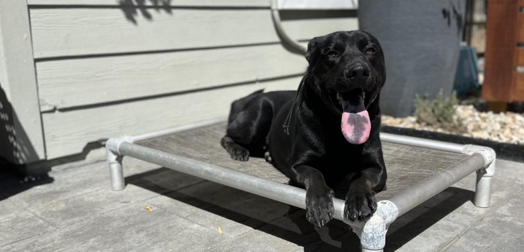 Black Labrador relaxing on an elevated dog cot outdoors during a positive reinforcement dog training session in a calm home environment.