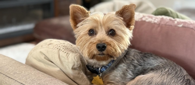 Puppy School vs. At-Home Training: Which Is Right for Your Puppy?