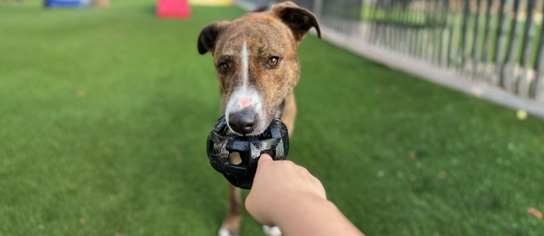 How to Stop Dog Chewing and Destructive Behavior