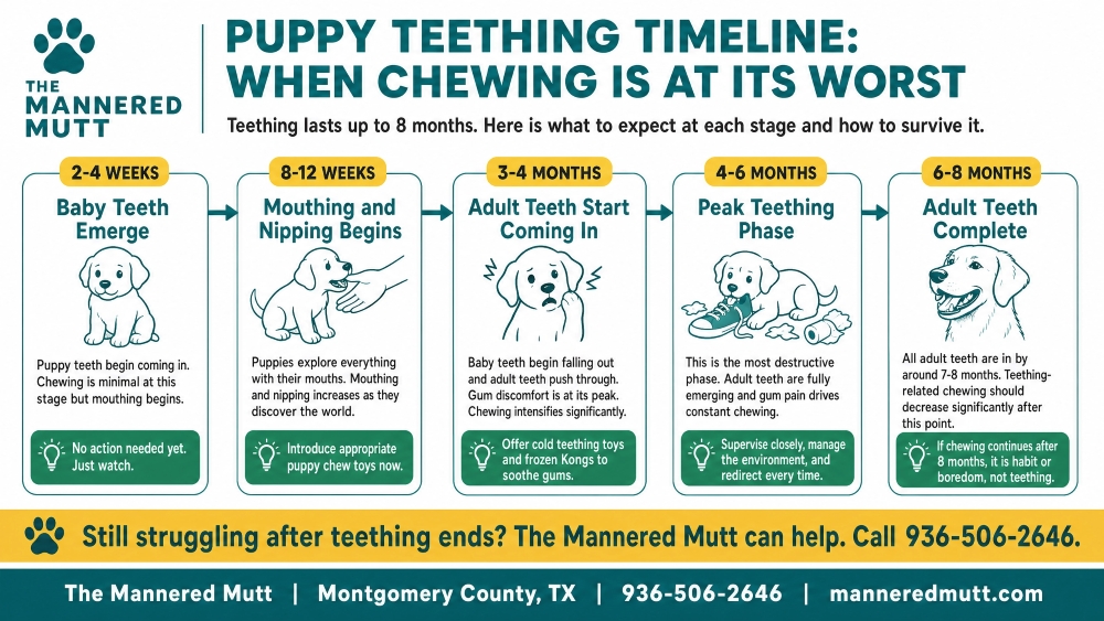 infographics about dog chewing timeline