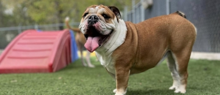Is My Dog Anxious? Understanding Anxiety vs. Stress and When Training Helps