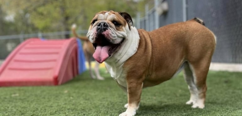 English Bulldog standing on artificial turf at a dog daycare play yard with agility equipment in the background, showing relaxed and confident body language.