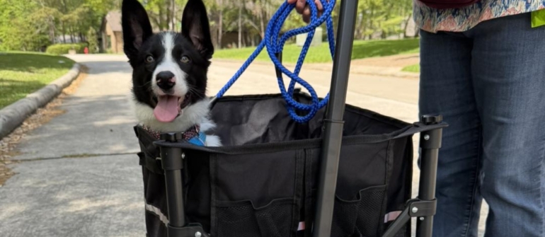 Adopting a Rescue Dog? Here’s Why Professional Training Should Be Your First Investment