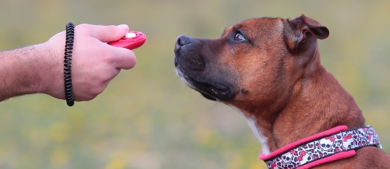 You’re Using a Clicker Training But Your Dog Isn’t Learning—Here’s Why