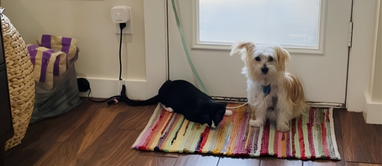 Why Pet-Proofing Your Home Won’t Stop Destructive Behavior—Professional Training Will