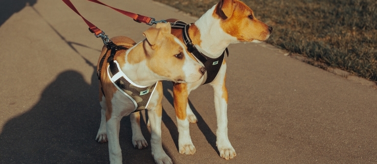 Is Your Dog Ready for the Dog Park? Here’s How to Know If Off-Leash Interaction Is Safe