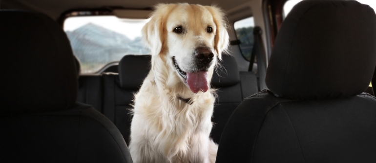 Traveling With Your Dog Is Stressful Because Your Dog Isn’t Trained for It—Here’s What Actually Helps