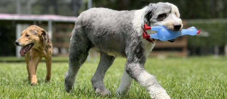 Why Your Dogs Can’t Get Along—And Why Training (Not Management) Is the Solution