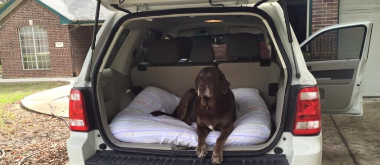 Car Ride Training: Teaching Your Dog to Ride Calmly in Vehicles
