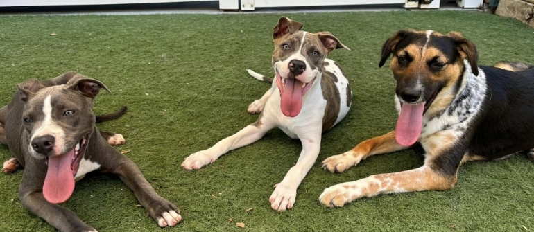 You Have Multiple Dogs. Here’s Why They All Need Individual Training
