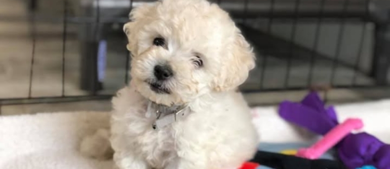 New Puppy Training: Essential Skills for Your First 12 Weeks
