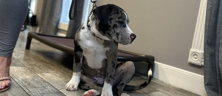 Reactive Dogs: Managing Reactivity and Building Calm Behavior