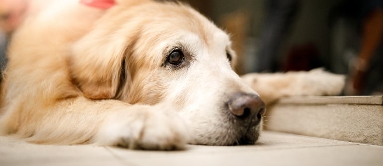Senior Dog Training: Keeping Older Dogs Engaged and Obedient