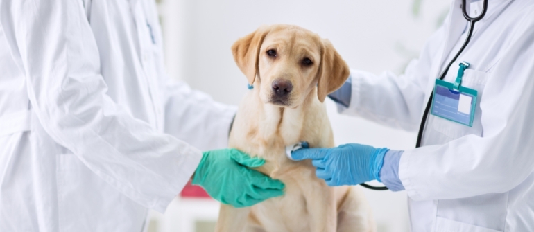 Vet Visit Training: Preparing Your Dog for Veterinary Appointments